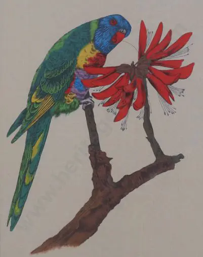 UNKNOWN Artist (A60) - Brightly coloured Parrot Image 1++