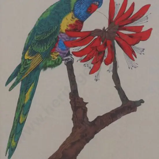 UNKNOWN Artist (A60) - Brightly coloured Parrot