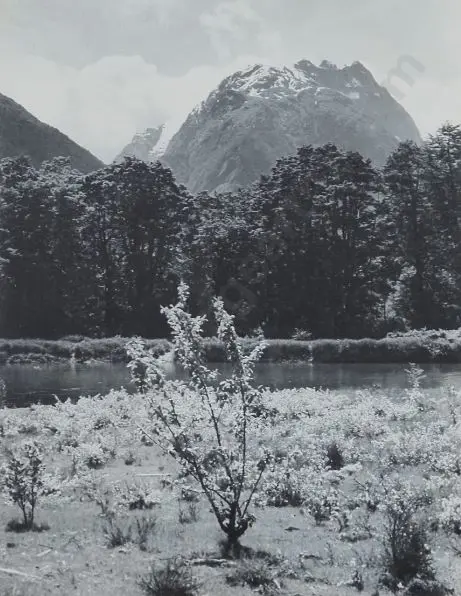 A35 - Unknown - Milford Track, New Zealand Image 1++