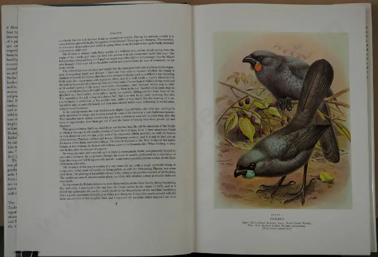 BULLER, Walter (1838-1906) - Buller's Birds of New Zealand Image 1++