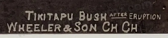 WHEELER & SON, Photographers - Tarawera Eruption - Tikitapu Bush after Eruption Image 1++