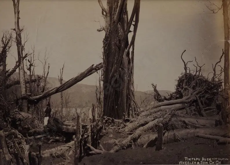 WHEELER & SON, Photographers - Tarawera Eruption - Tikitapu Bush after Eruption Image 1++