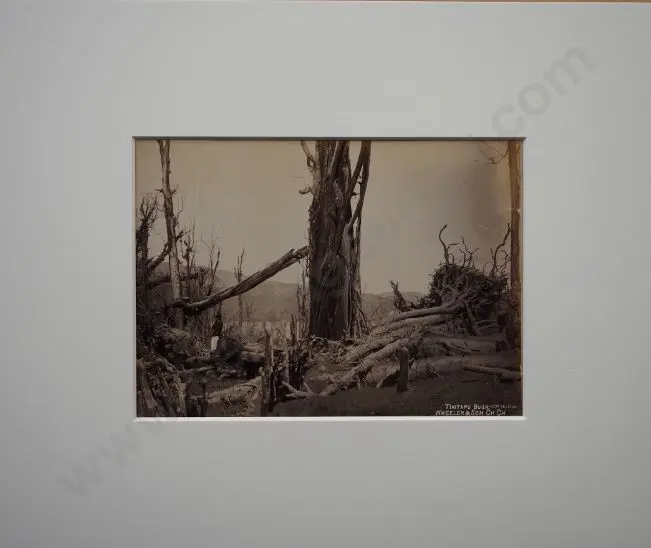 WHEELER & SON, Photographers - Tarawera Eruption - Tikitapu Bush after Eruption Image 1++