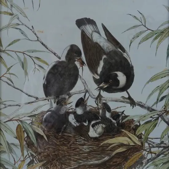 CAYLEY, Neville Pennington - Senior (1853-1903) - Magpies