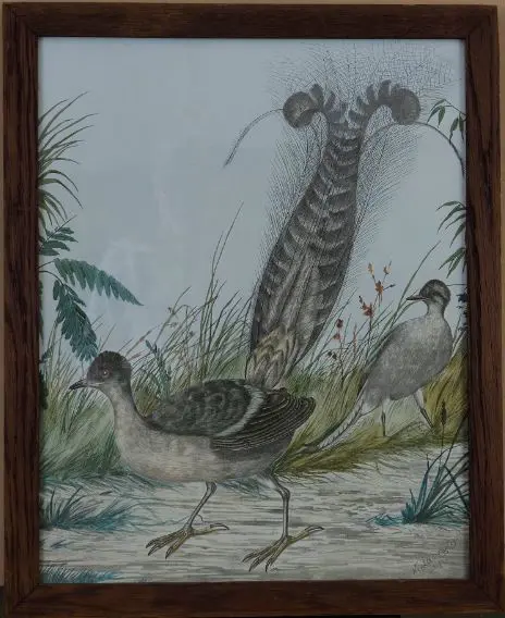 CAYLEY, Neville Pennington - Senior (1853-1903) - Lyre Bird Image 1++