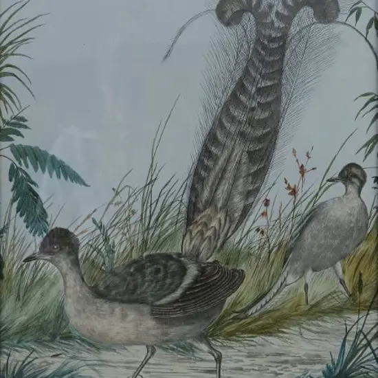 CAYLEY, Neville Pennington - Senior (1853-1903) - Lyre Bird