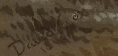 COX, David (1783-1859) - Pastoral Scene Image 1++