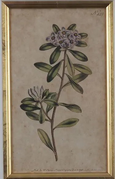 SANSOM, Francis (1780-1815) - Handcoloured Flower - Dec 1, 1798 Image 1++