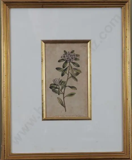 SANSOM, Francis (1780-1815) - Handcoloured Flower - Dec 1, 1798 Image 1++