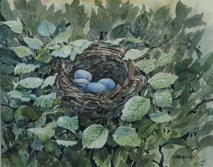 GILROY, George - Birds Nest and Eggs Image 1++