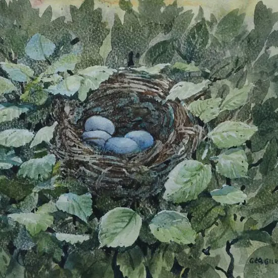 GILROY, George - Birds Nest and Eggs