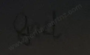 GAMBLE,  Gael - Tribute to Vermeer Image 1++