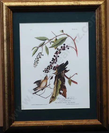 AUDUBON, John J. (1785-1851) - Worm Eating Warbler Image 1++