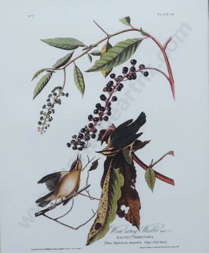 AUDUBON, John J. (1785-1851) - Worm Eating Warbler Image 1++