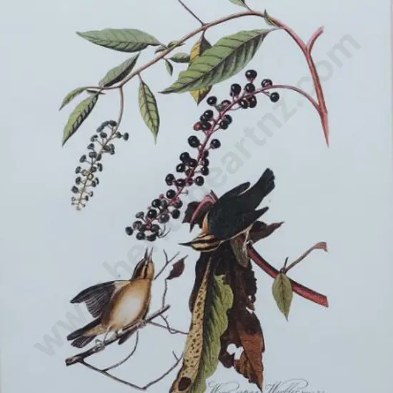 AUDUBON, John J. (1785-1851) - Worm Eating Warbler