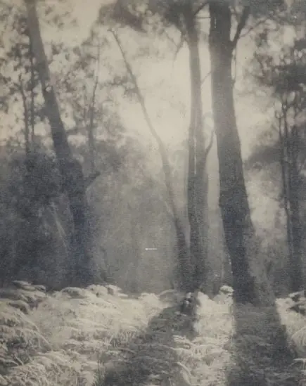WOODLAND & Ferns - Unknown Photographer - Woodland with Bed of Ferns Image 1++