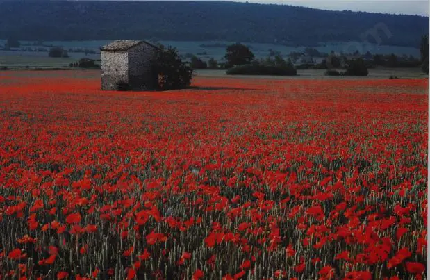 ALEXANDER - Poppies in Field Image 1++