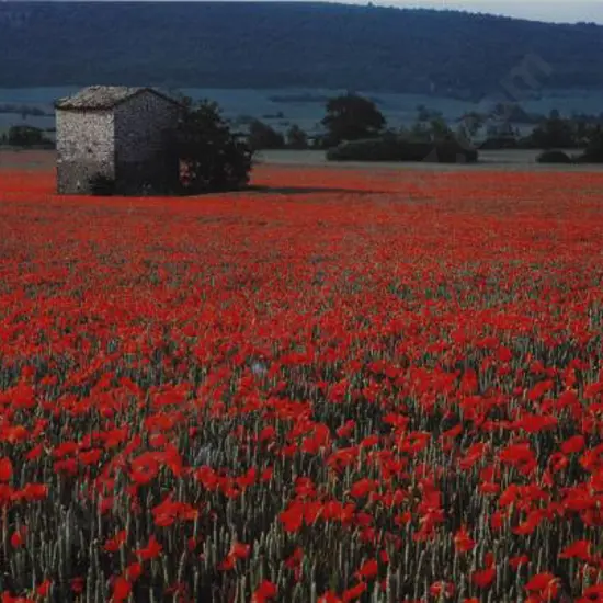 ALEXANDER - Poppies in Field
