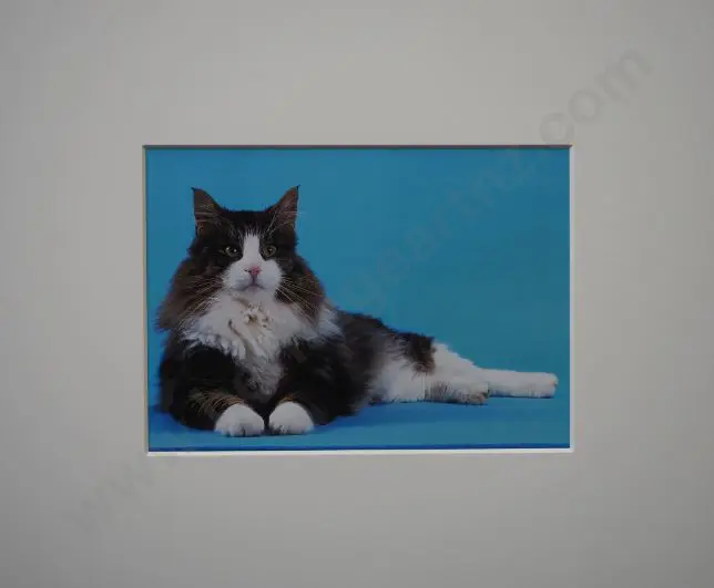 UNKNOWN Photographer - Cat with Blue Background Image 1++