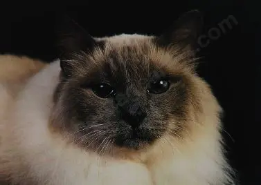 UNKNOWN Photographer - Cat with Black Background Image 1++