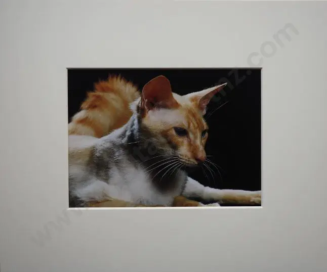 UNKNOWN Photographer - Cat with Black Background Image 1++