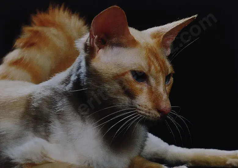 UNKNOWN Photographer - Cat with Black Background Image 1++