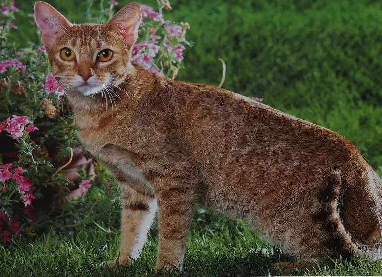 UNKNOWN Photographer - Cat in Garden Setting Image 1++