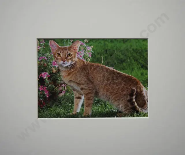 UNKNOWN Photographer - Cat in Garden Setting Image 1++