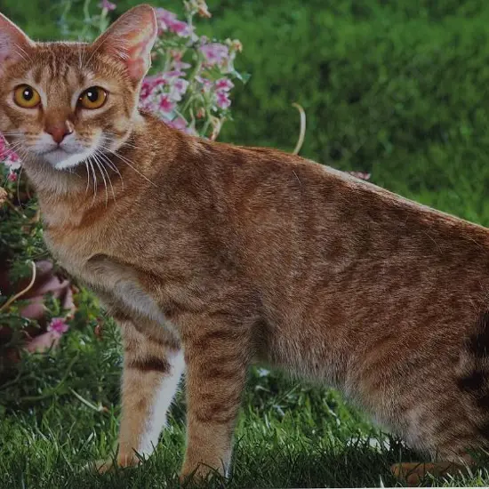 UNKNOWN Photographer - Cat in Garden Setting