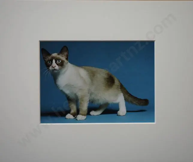 UNKNOWN Photographer - Cat with Blue Background Image 1++