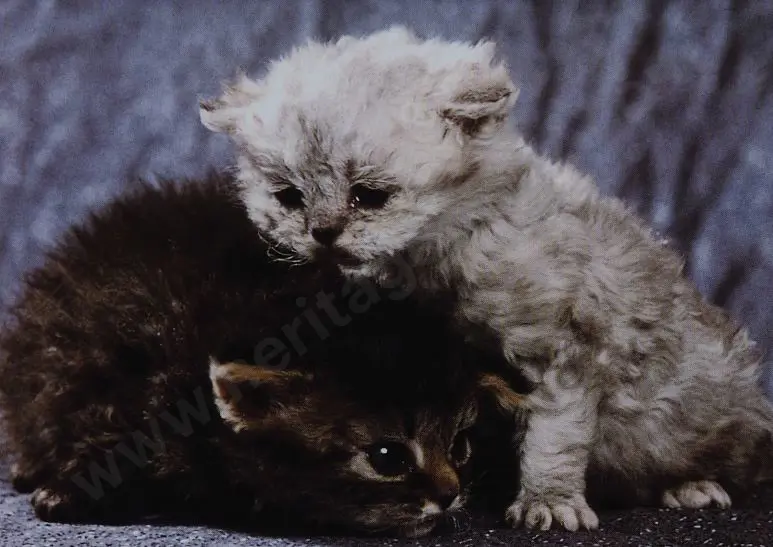 UNKNOWN Photographer - Two Cats Cuddled with Mottled Background Image 1++