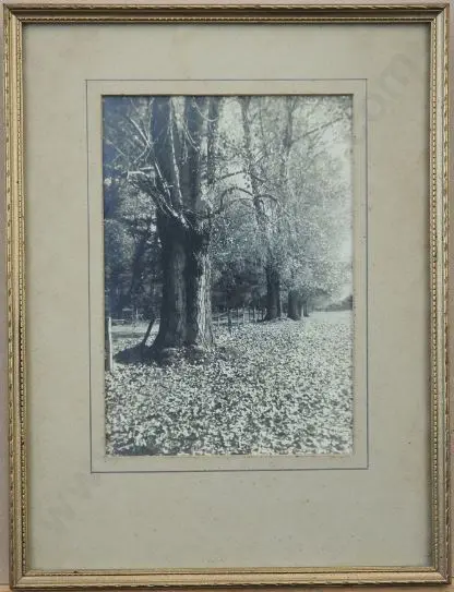 UNKNOWN Photographer (A56) - Trees in Park - 1950s Image 1++