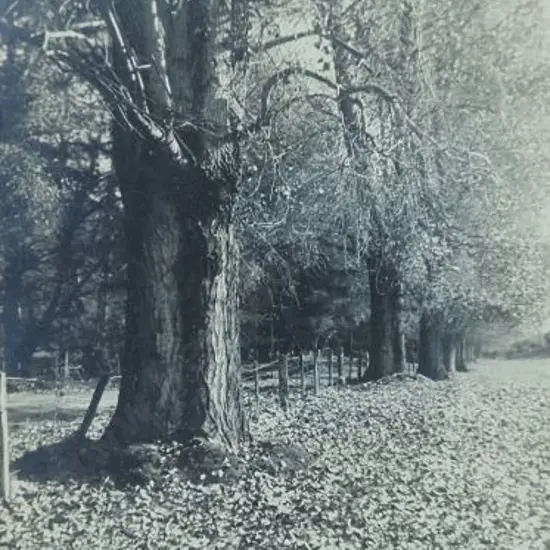 UNKNOWN Photographer (A56) - Trees in Park - 1950s