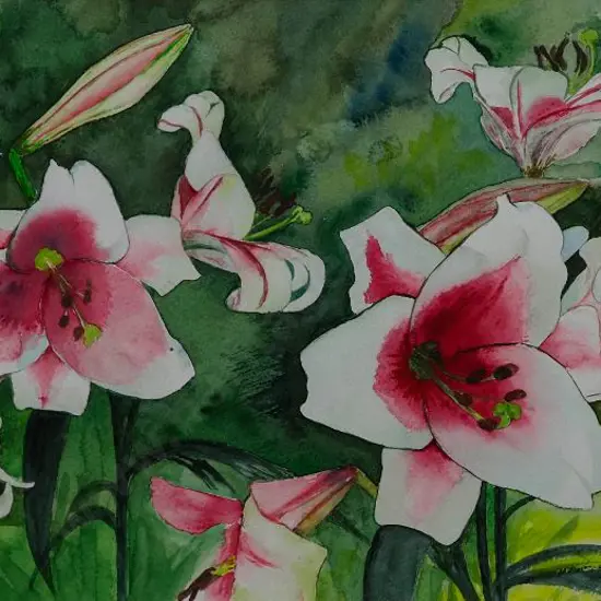 WHYTE, Jane - Blushing Lily