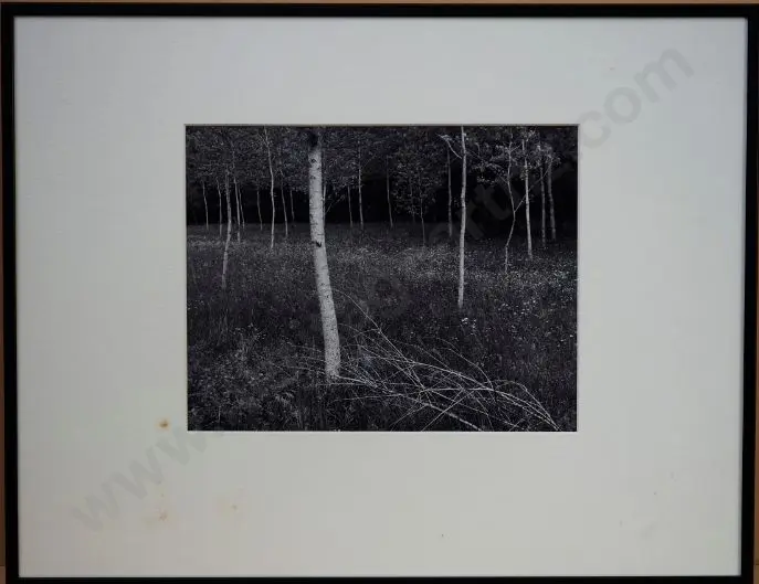 WOOTTON, Richard (1946-) - Trees near Bourdeilles, France 1984 Image 1++