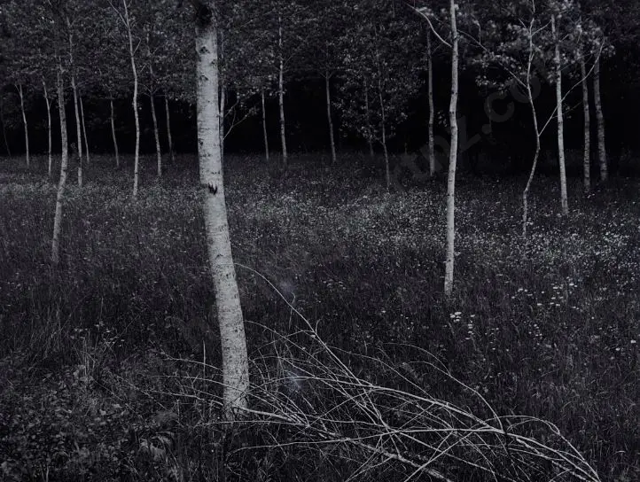 WOOTTON, Richard (1946-) - Trees near Bourdeilles, France 1984 Image 1++
