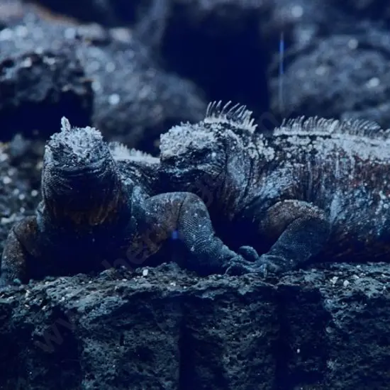 UNKNOWN Artist - Tuatara (pair)