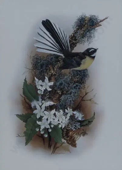MARSHALL, Janet (1947-) - Fantail Image 1++