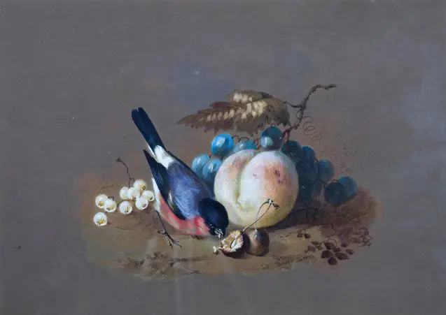 DEXTER, William (1818-1860) - Bull Finch with Fruit Image 1++