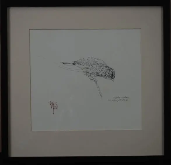 CHING, Raymond Harris (1939-) - Corn Bunting (preliminary drawing for Book of British Birds) Image 1++