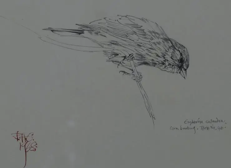 CHING, Raymond Harris (1939-) - Corn Bunting (preliminary drawing for Book of British Birds) Image 1++