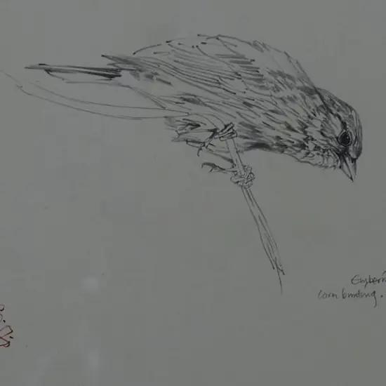 CHING, Raymond Harris (1939-) - Corn Bunting (preliminary drawing for Book of British Birds)