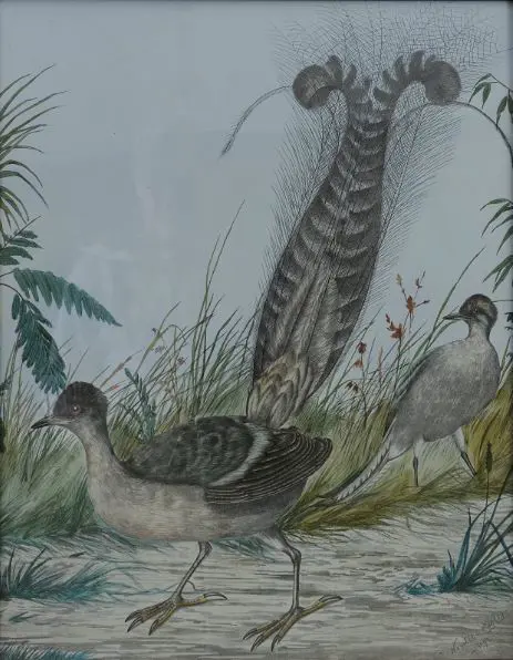 CAYLEY, Neville Pennington - Senior (1853-1903) - Lyre Bird Image 1++