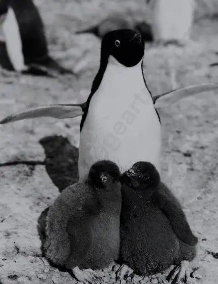 PONTING, Herbert (1870-1935) - Adelie Penguin and Chicks, Scott's Last Expedition 1910 Image 1++