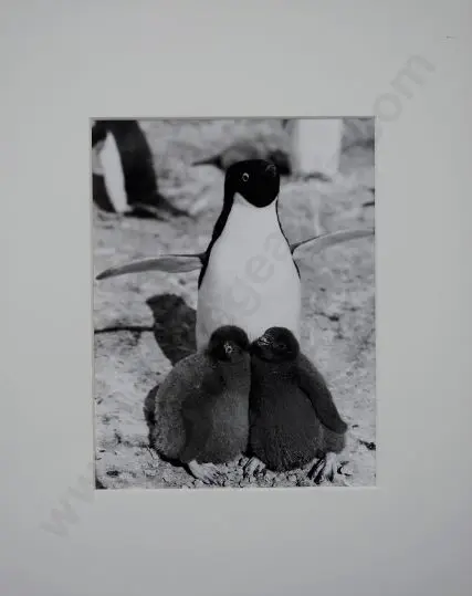 PONTING, Herbert (1870-1935) - Adelie Penguin and Chicks, Scott's Last Expedition 1910 Image 1++