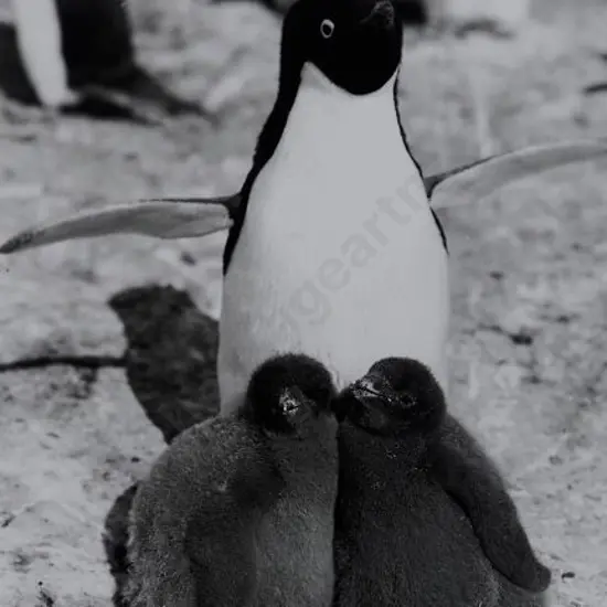 PONTING, Herbert (1870-1935) - Adelie Penguin and Chicks, Scott's Last Expedition 1910