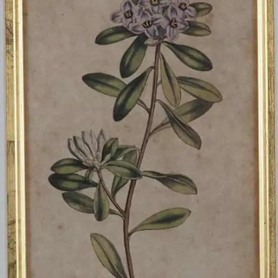 SANSOM, Francis (1780-1815) - Handcoloured Flower - Dec 1, 1798