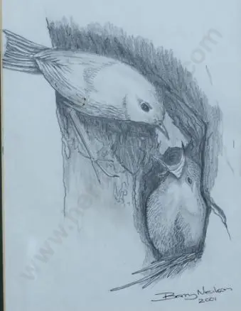 NEILSON, Barry - Nesting Birds Image 1++