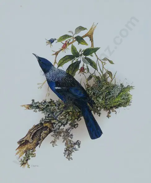 MARSHALL, Janet - Tui - Proshemadera novaeseelandiae Image 1++