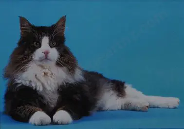 UNKNOWN Photographer - Cat with Blue Background Image 1++